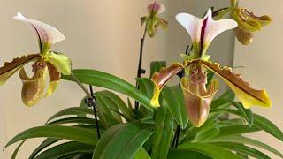 Пересадка пафиопедилума. Орхидея венерин башмачок.