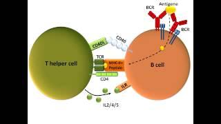 B Cell Activation and Class Switching (Best Explanation)