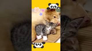 Lucu terusss | 027 #animals #cat #dog #funny #cute