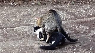 Cats mating (two boys) - O imperechere ciudata intre pisici