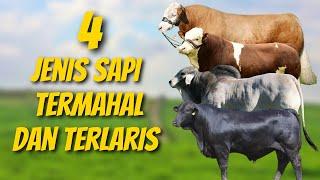 4 Jenis Sapi Termahal & Terlaris di Indonesia