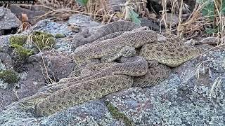 High-speed snake huddle formation