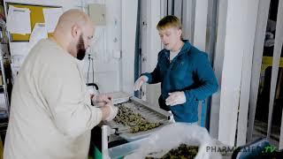 Machine Trimming Cannabis