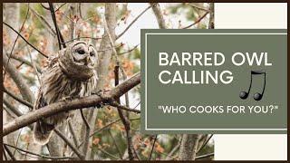 Barred Owl Calls To Mate | AMAZING VOCALS!