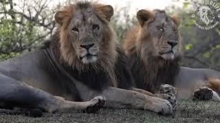 Rise of the Asiatic lion Duo : Jay and Veeru, Khadakbari, Gir forest lion kings#asiaticlion#viral