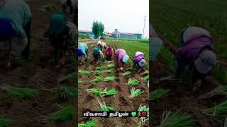 யாருக்கு விவசாயம் பிடிக்கும் கமெண்ட் பண்ணுங்க #agriculture #farming #vivasaya #vivasaayi #shots