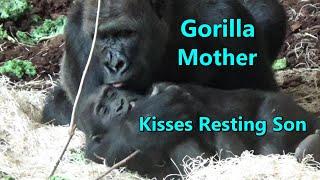 Gorilla Mom Tenderly Kisses Son Resting in her Arms -  Lincoln Park Zoo Chicago - Gorilla Kiss