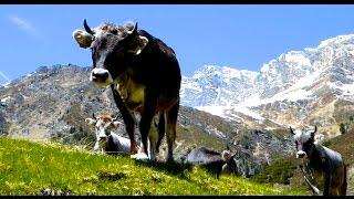 Tiroler Grauvieh auf der Alm - kurzer Film über Almwirtschaft und Kühe, Tyrolean Grey Cattle