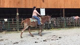 Sold 17/18 yr old 14.3H gelding mule $1100