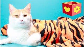 Simba the cute cat | Bellboxes | I´m sorry | For children to watch