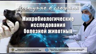 Микробиологические исследования болезней животных