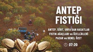 Antep Fıstığı