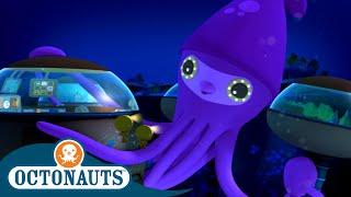 Octonauts - Colossal Squid & The Bowhead Whale | Cartoons for Kids | Underwater Sea Education