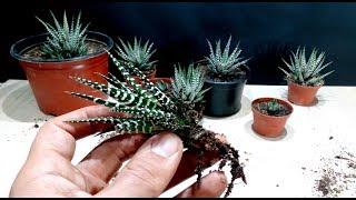 How to grow Zebra Plant  Haworthia from cutting