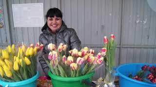 как я продал 3000 тюльпанов в розницу 8 марта