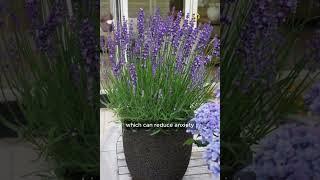 3 indoor plants for benefits for bed room.#shorts #shortvideo #viralvideo #youtubeshorts #usa