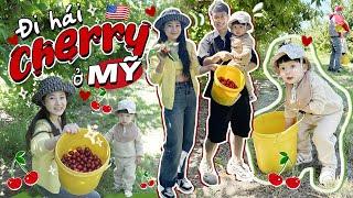 Vlog#137 ĐI HÁI CHERRY Ở MỸ CÙNG GIA ĐÌNH MÌNH  [Cuộc sống ở Mỹ của Gà Tây Tây]