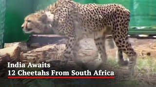 India Awaits 12 Cheetahs From South Africa