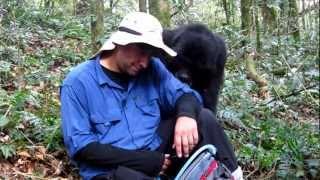 Amazing Gorilla Encounter! Nick's Interaction with a Mountain Gorilla from the Nshongi Family