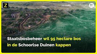 Staatsbosbeheer wil bomen kappen in Schoorlse Duinen