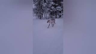 meeting wild reindeer in Finland