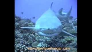 The Smile of the Shark / Le Sourire des Requins