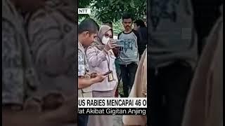 Seorang Tewas, Kasus Rabies Mencapai 46 Orang