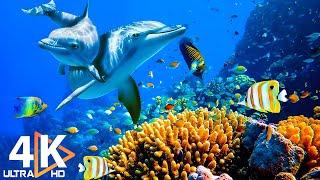 Глубокий океан | 4K TV Ultra HD / Полный документальный фильм - красивый коралловый риф