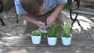 How to Grow and Care viola