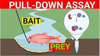 Pull down assay for protein-protein interaction | Pull Down Assay Protocol | Biology Lectures |