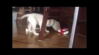 Too cute golden retriever pups play inside with toys and rawhide