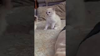 cute kittens playing #kitten #cat #animals #lovecats #babycat #catlover #cute #cutecat