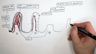 Villi and Ciliated Cells | Specialised Cells | GCSE Biology (9-1) | KayScience