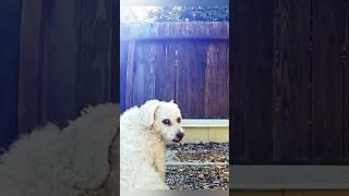 Dog Doesn’t Like Being Watched #dog #watched