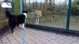 Dog interacting with wolves - Hund will mit Wölfen spielen (Zoo, Tiergarten Worms, Germany)