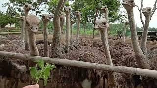 ghé thăm trang trại chăn nuôi chim đà điệu quy mô lớn | visit a large-scale ostrich farm