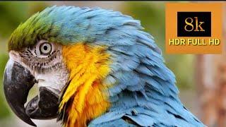 THE WORLD OF BIRDS in 8K ULTRA HD||Wild Birds Special Collection 8K VIDEO ULTRA HD HDR ||8K Nature