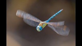 Aus dem Leben der Libellen - Teil 2: Akrobaten in der Luft