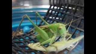 Korean piggy katydid eats European mantis(돼지여치의 항라사마귀 사냥)