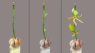 Just Garlic! Immediately the orchid will grow on branches and bloom forever