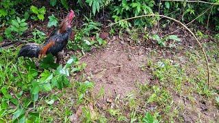 Experiment Wild Chicken Trap