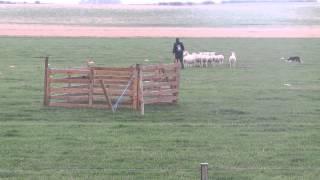 Michael Shearer & Bob. World Sheepdog Trails 2014. Shedding & Pen.