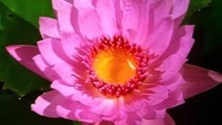 Facts About Plants  - Secret Nature | Plant Documentary | Natural History Channel