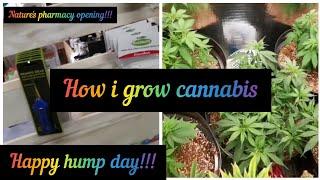 How to grow cannabis. Garden update and Nature's Farmacy opening!!!