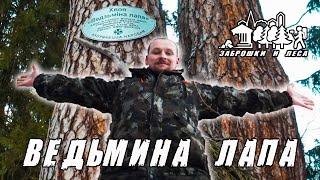 Самая большая сосна в Беларуси | Сосне 300 лет | Ведьмина лапа / The pine tree is 300 years old