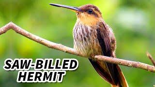 Saw-billed Hermit Facts: a HUGE Hummingbird  Animal Fact Files