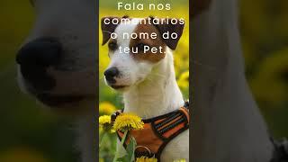 Qual nome do teu Pet??