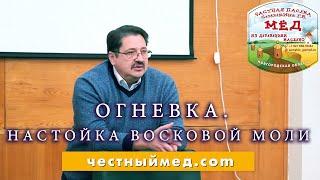 Огневка. Геннадий Семыкин о настойке восковой моли.