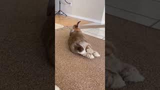 What’s better than a Bunny Tail? #shorts #bunny #rabbit