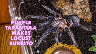 Phormictopus sp Dominican Purple Makes A Locust Burrito (Tarantula Feeding Clip)